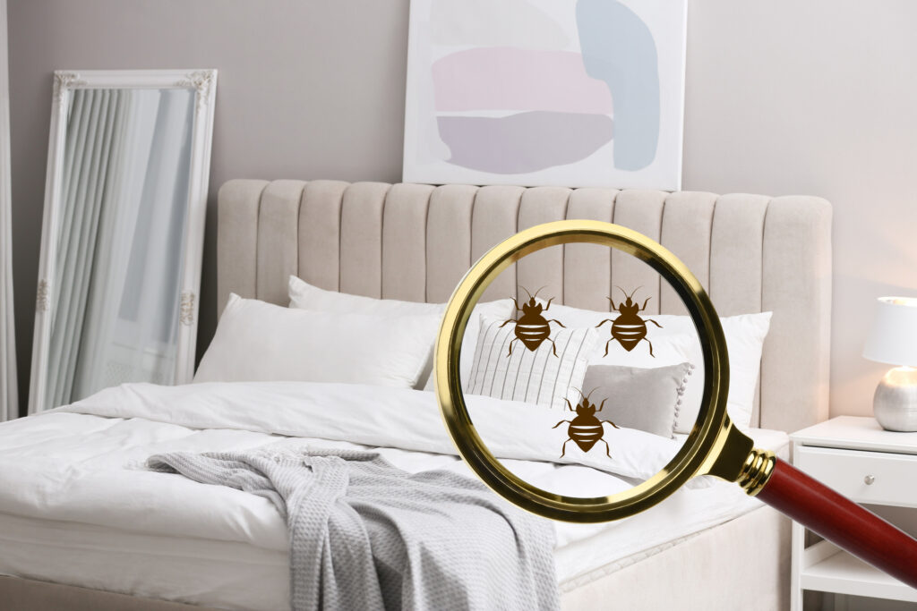 Bed Bugs in HMOs: What Every Landlord Should Know